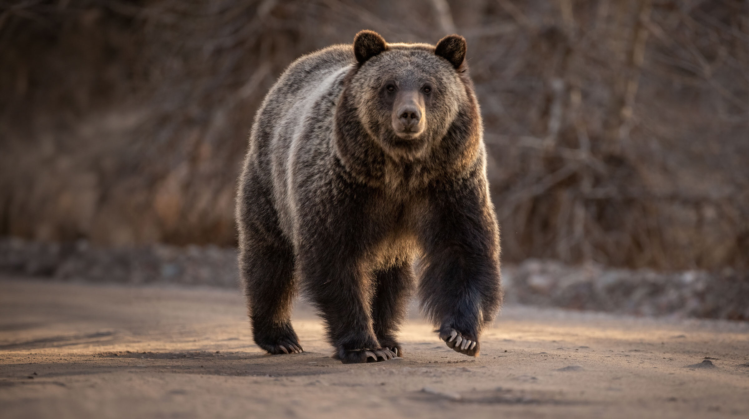 a bear walking on a dirt path